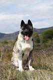 AKITA AMERICAIN 378